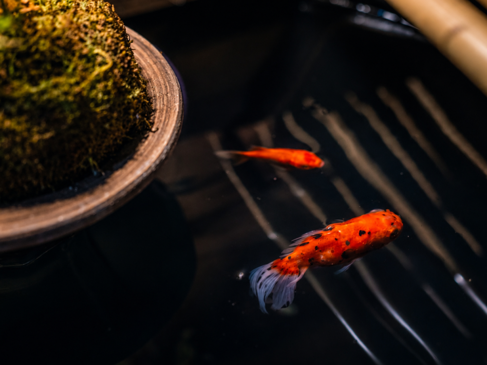 水鉢を泳ぐ金魚 – イメージ撮影