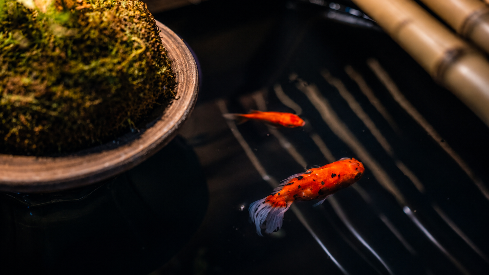 苔と竹に囲まれた水鉢を泳ぐ金魚